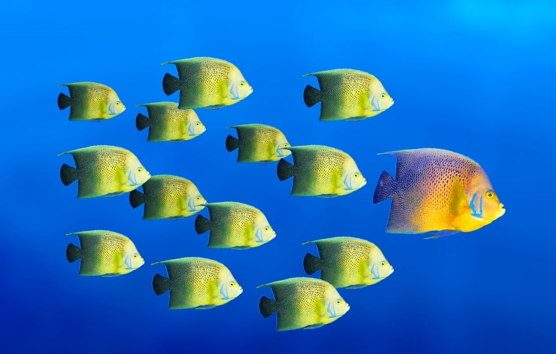 school of fish